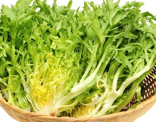 Салатний цикорій слід вирощувати за температури 10-17 °С